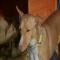 GPAR :: Grupo de Protección Animal de Rute