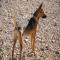 GPAR :: Grupo de Protección Animal de Rute