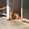 GPAR :: Grupo de Protección Animal de Rute