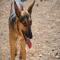 GPAR :: Grupo de Protección Animal de Rute