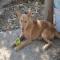 GPAR :: Grupo de Protección Animal de Rute