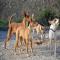 GPAR :: Grupo de Protección Animal de Rute