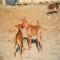 GPAR :: Grupo de Protección Animal de Rute