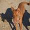 GPAR :: Grupo de Protección Animal de Rute