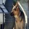 GPAR :: Grupo de Protección Animal de Rute