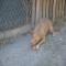 GPAR :: Grupo de Protección Animal de Rute