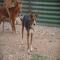 GPAR :: Grupo de Protección Animal de Rute