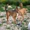 GPAR :: Grupo de Protección Animal de Rute