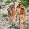 GPAR :: Grupo de Protección Animal de Rute