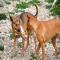 GPAR :: Grupo de Protección Animal de Rute