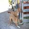 GPAR :: Grupo de Protección Animal de Rute