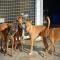 GPAR :: Grupo de Protección Animal de Rute