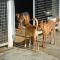 GPAR :: Grupo de Protección Animal de Rute