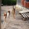 GPAR :: Grupo de Protección Animal de Rute