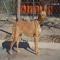 GPAR :: Grupo de Protección Animal de Rute