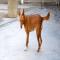 GPAR :: Grupo de Protección Animal de Rute