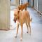 GPAR :: Grupo de Protección Animal de Rute