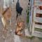 GPAR :: Grupo de Protección Animal de Rute