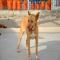 GPAR :: Grupo de Protección Animal de Rute