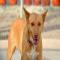 GPAR :: Grupo de Protección Animal de Rute