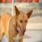 GPAR :: Grupo de Protección Animal de Rute