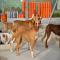 GPAR :: Grupo de Protección Animal de Rute