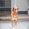 GPAR :: Grupo de Protección Animal de Rute