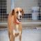 GPAR :: Grupo de Protección Animal de Rute