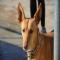 GPAR :: Grupo de Protección Animal de Rute
