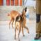 GPAR :: Grupo de Protección Animal de Rute