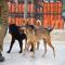GPAR :: Grupo de Protección Animal de Rute