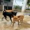GPAR :: Grupo de Protección Animal de Rute
