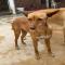 GPAR :: Grupo de Protección Animal de Rute