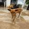 GPAR :: Grupo de Protección Animal de Rute