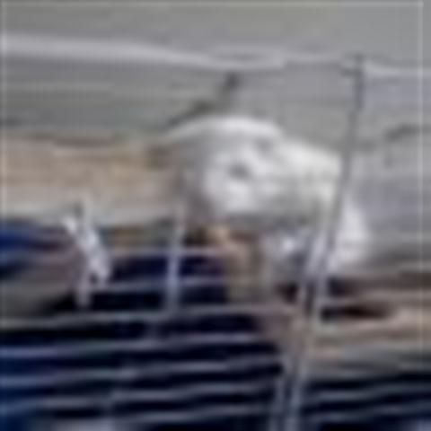 GPAR :: Grupo de Protección Animal de Rute