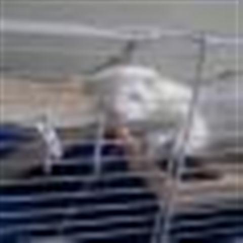 GPAR :: Grupo de Protección Animal de Rute