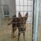 GPAR :: Grupo de Protección Animal de Rute
