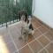 GPAR :: Grupo de Protección Animal de Rute