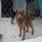GPAR :: Grupo de Protección Animal de Rute