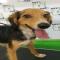 GPAR :: Grupo de Protección Animal de Rute