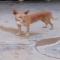 GPAR :: Grupo de Protección Animal de Rute