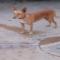 GPAR :: Grupo de Protección Animal de Rute