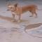 GPAR :: Grupo de Protección Animal de Rute