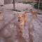 GPAR :: Grupo de Protección Animal de Rute