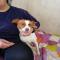 GPAR :: Grupo de Protección Animal de Rute