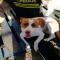 GPAR :: Grupo de Protección Animal de Rute