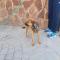 GPAR :: Grupo de Protección Animal de Rute