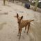 GPAR :: Grupo de Protección Animal de Rute