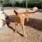 GPAR :: Grupo de Protección Animal de Rute