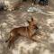GPAR :: Grupo de Protección Animal de Rute